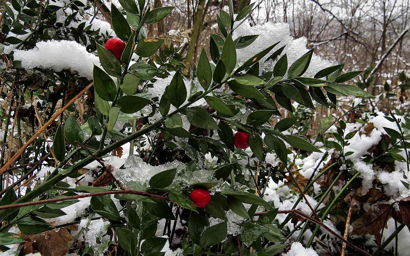 Pungitopo sotto la Neve